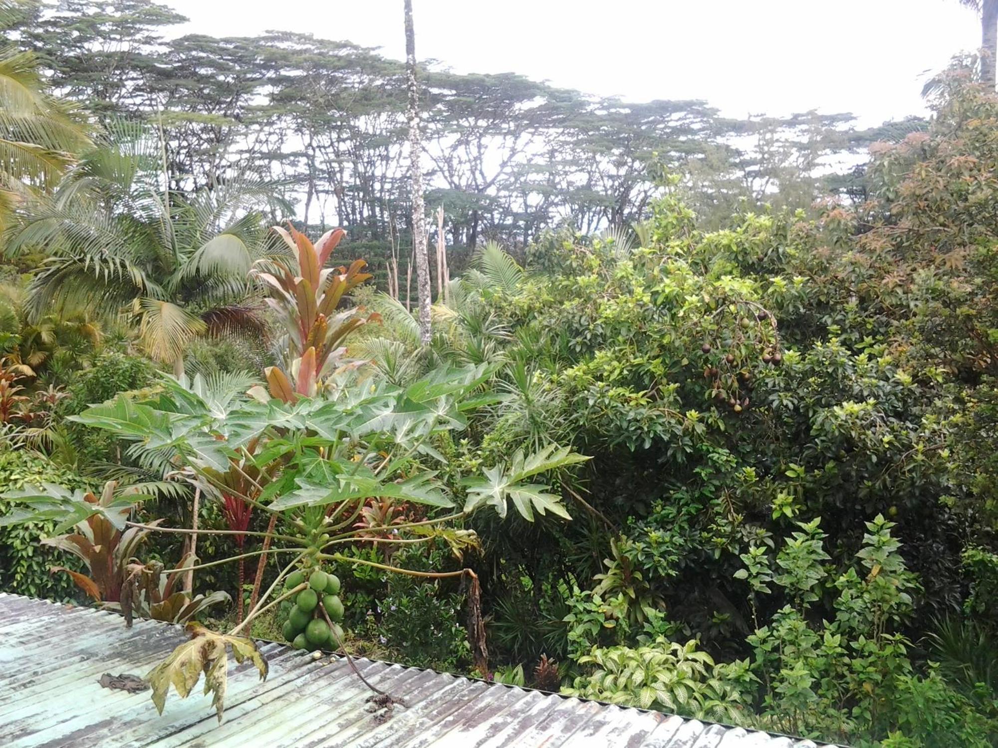 Lava Tree Tropic Inn Pahoa Eksteriør bilde