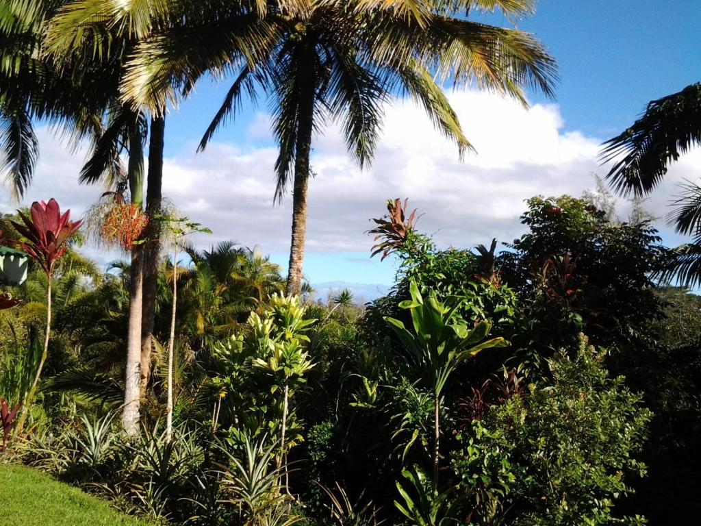 Lava Tree Tropic Inn Pahoa Eksteriør bilde